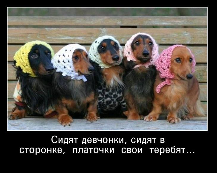Картинки цветы, картинки про такс с надписями