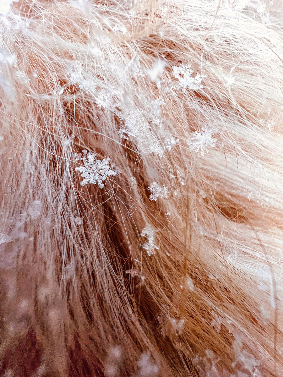 “Honeycomb” (снежинки на собачьей шерси) от Tom Reeves (@tomreevesphoto). Снято на  iPhone 13 Pro.