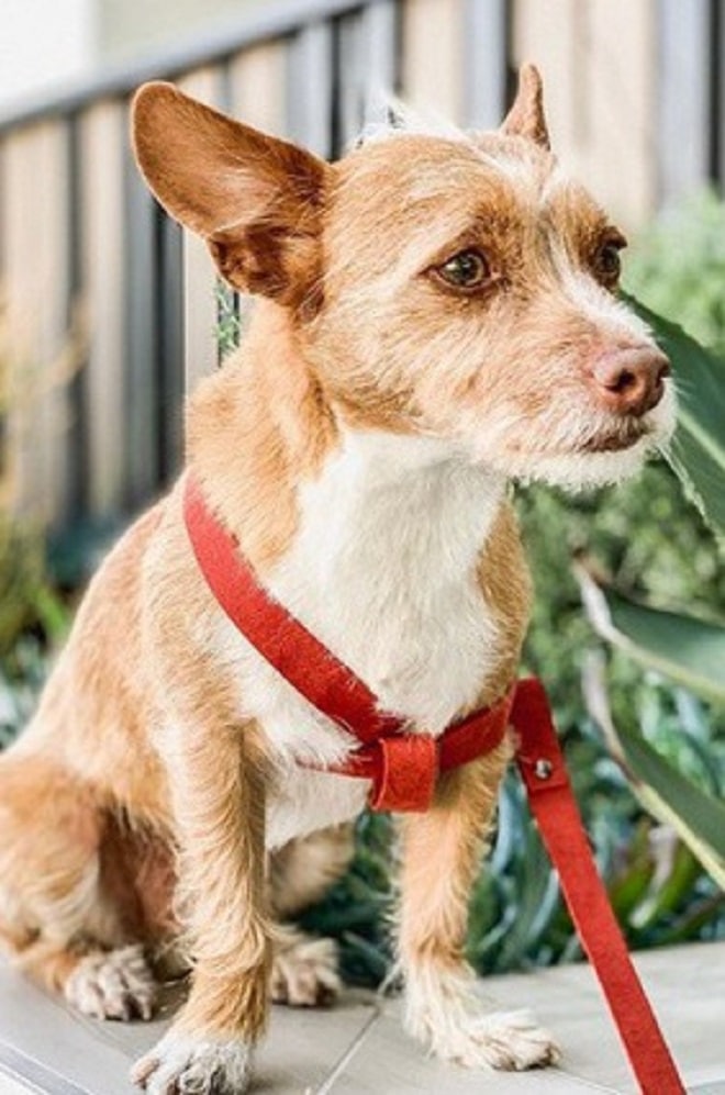 Грустный пес