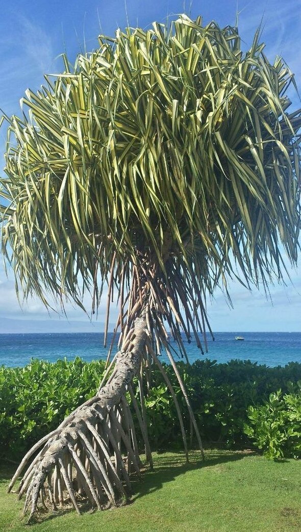 Корневые системы, в реальность существования которых отказываешься верить деревья,интересное,корни,природа