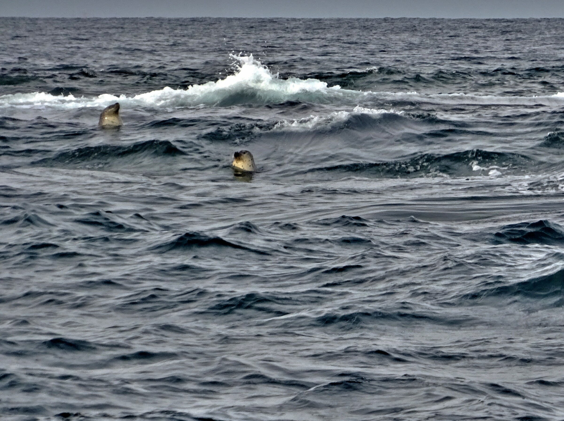 Путешествие к тюленям Ларги. Камни Унковского Путешествие к тюленям Ларги. Камни Унковского