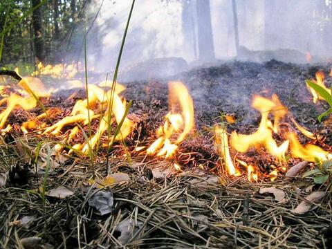 Лесной пожар на площади в 1,5 гектара тушат в Туапсинском районе Кубани
