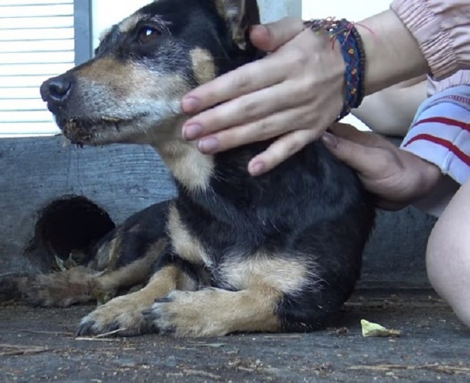 Собака и рука