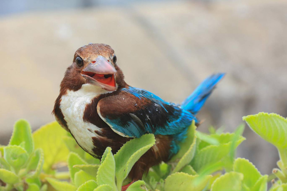 Необычный конкурс Comedy Wildlife Photography Awards 2019