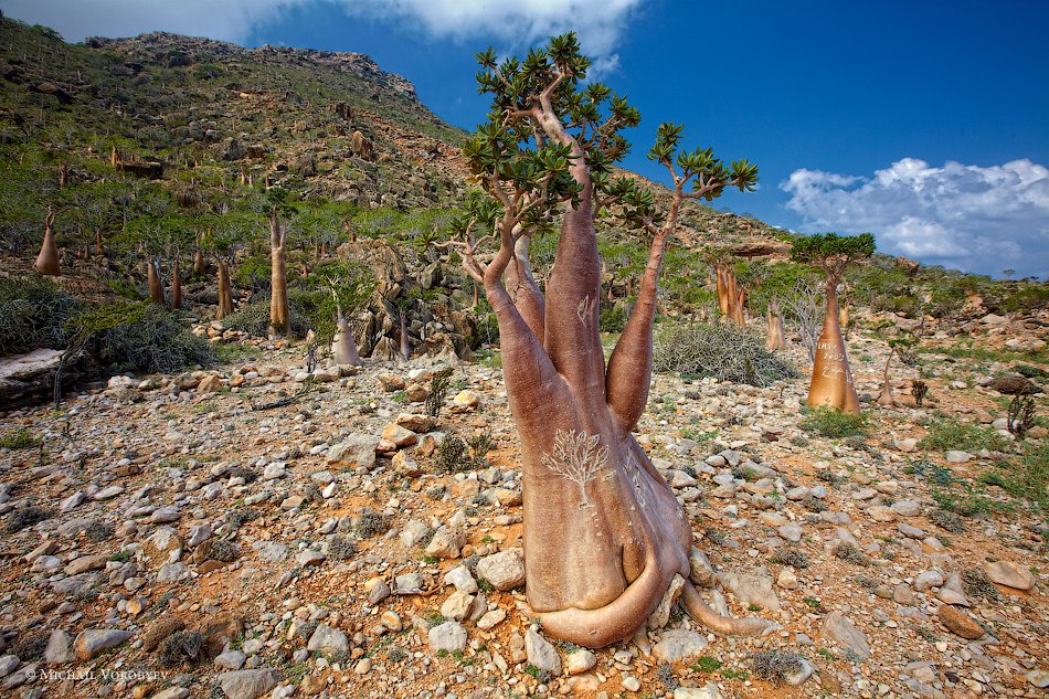 Остров Сокотра и его удивительные бутылочные деревья деревья, острова, можно, прибыли, очень, место, камней, камни, красиво, дюнами, встретить, минут, острове, Йемене, который, самолет, среди, красный, которые, пляжа