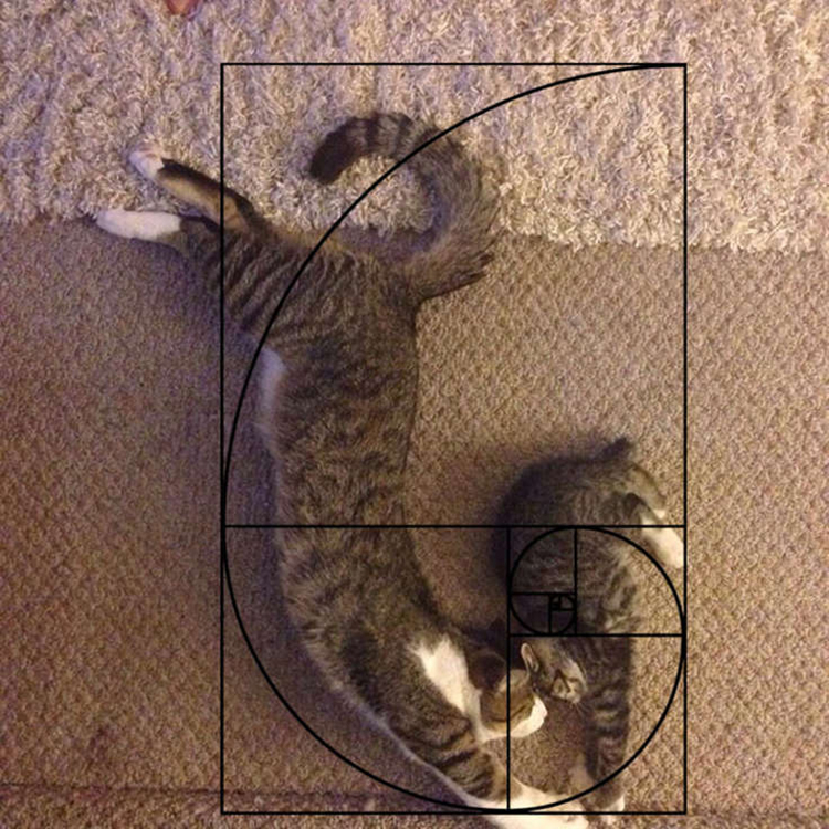 Недостижимый идеал, или Почему мы на самом деле так любим котиков золотого, сечения, Леонардо, последовательность, чисел, число, раковины, строении, последовательности, пропорцию, принципу, является, котикам, разных, более, ктото, часть, относится, именно, закономерность