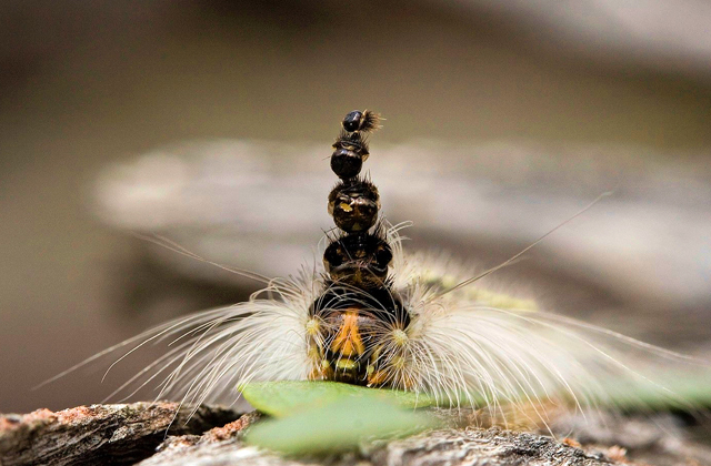 Гусеница, носящая на голове... головы 