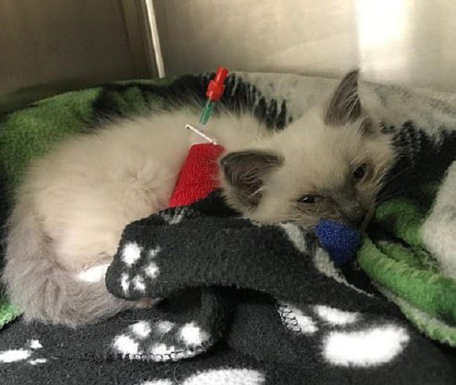 Котенок лежит