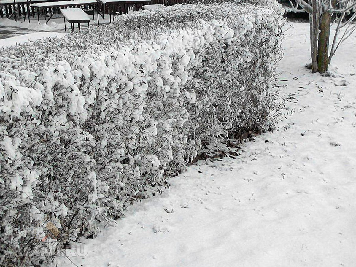 Защита сада и огорода от морозов: утепление снегом дача,сад и огород,садоводство