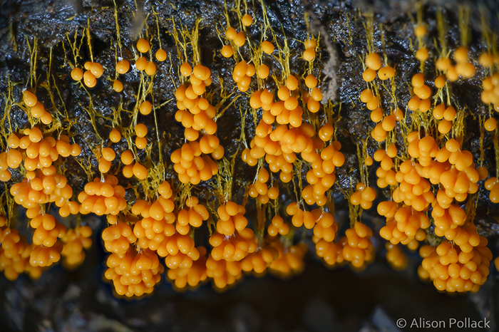 Фотограф делает экстремальные макро-фотографии грибов грибы,макро,макросъемка,микромир,природа,фото