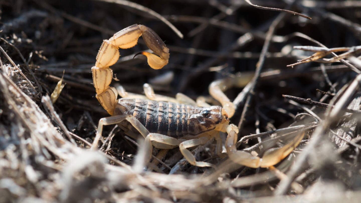 Ядовитые животные России: 10 самых опасных с описанием и фото может, России, смертельно, только, человек, когда, областях, поэтому, весной, гадюки, которые, случае, человека, ядовитое, Поэтому, встретить, укуса, некоторых, которой, опасен