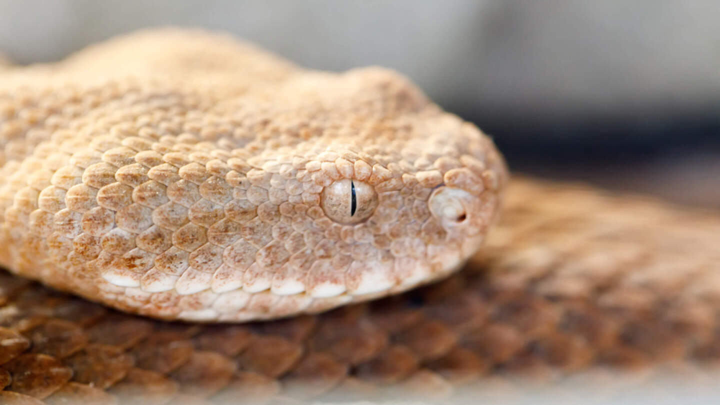 Ядовитые животные России: 10 самых опасных с описанием и фото может, России, смертельно, только, человек, когда, областях, поэтому, весной, гадюки, которые, случае, человека, ядовитое, Поэтому, встретить, укуса, некоторых, которой, опасен