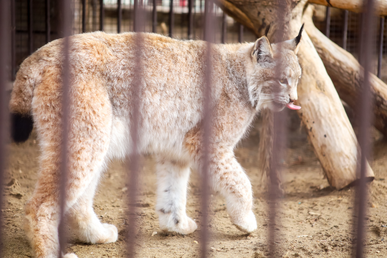 Яр воронеж зоопарк. Зоопарк многодетным. Зоопарк многодетным. Воронежский зоопарк. Многодетная семья в зоопарк.