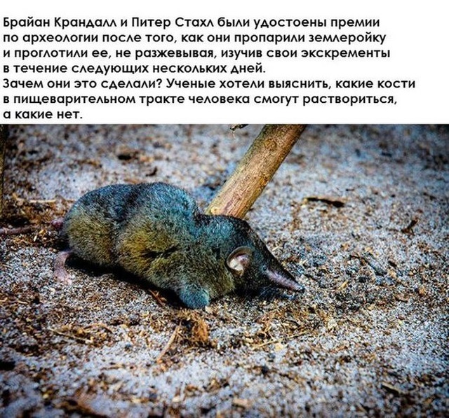 Необычные исследования в разных областях 