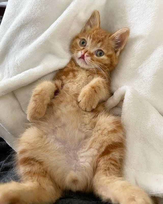 Без кота и жизнь не та