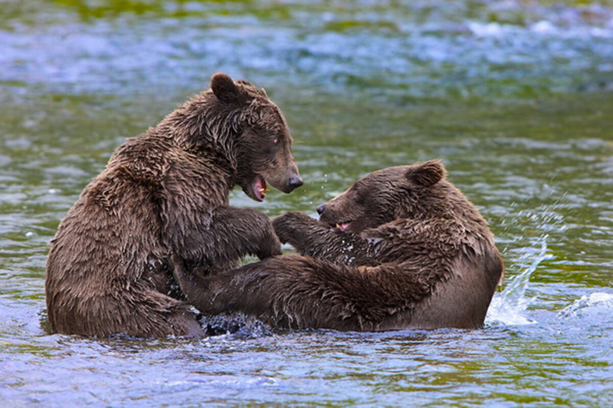 „Banting Around”         Фото: Buck Shreck