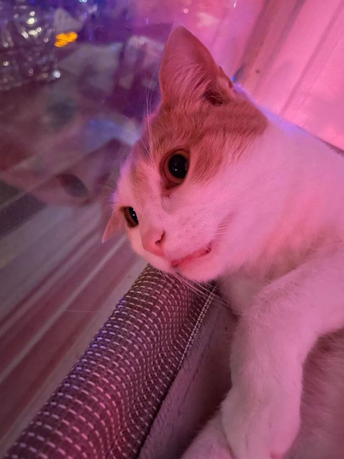 Без кота и жизнь не та