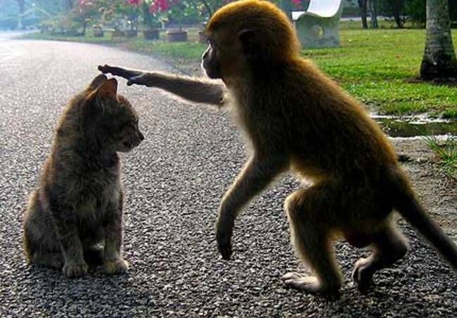 обезьяны родственники человека, доказательства родства человека и обезьяны