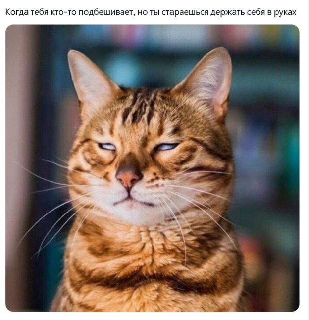 Смешные и забавные котоМЕМЫ  