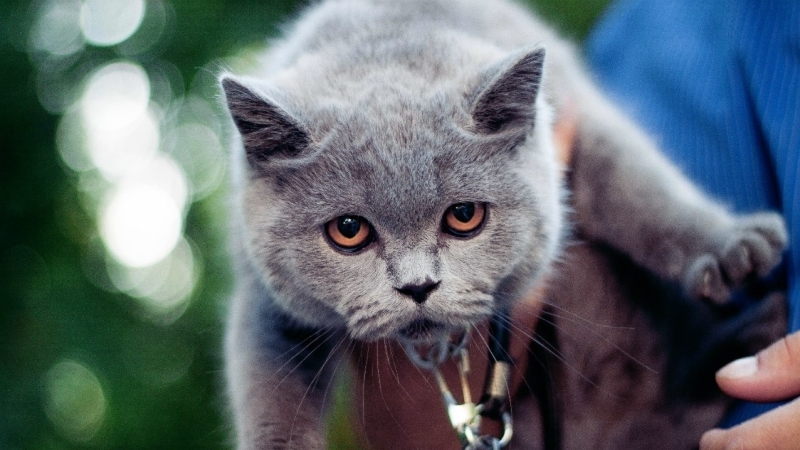 Полсотни кошек оказались замурованными живьем в подвалах Москвы