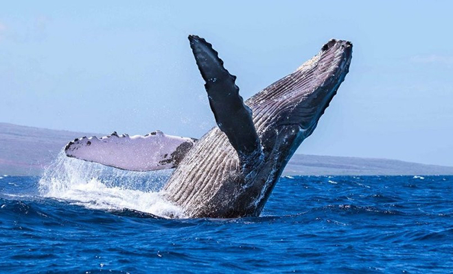 Женщина отдыхала на воде, когда перед ней выпрыгнул огромный кит. Видео