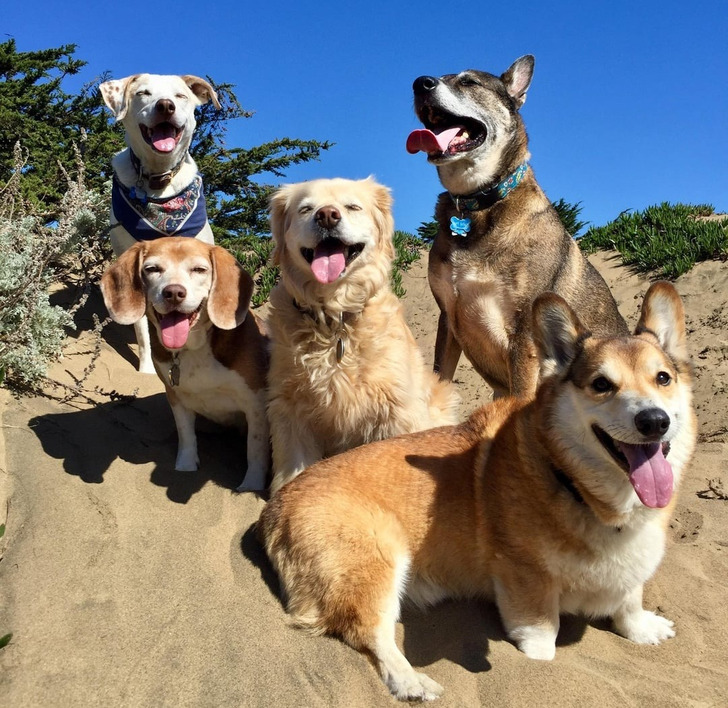 Подслушано... теперь истории про пёселей Подслушано... теперь истории про пёселей