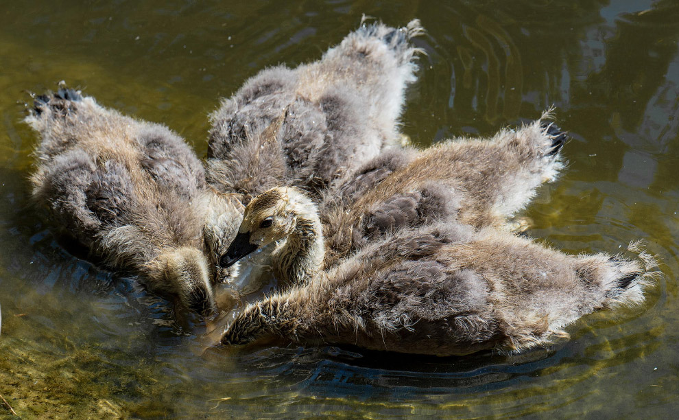 Необычный конкурс Comedy Wildlife Photography Awards 2019