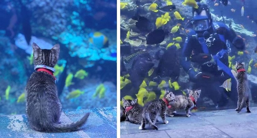 Аквариум Джорджии приглашает котят и щенков на экскурсии во время карантина