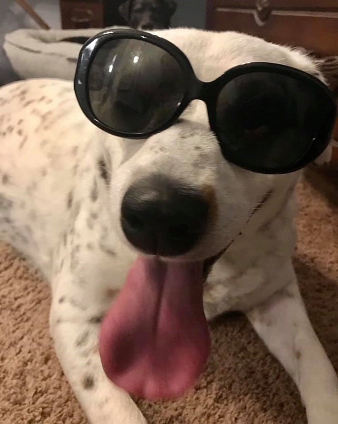 Собака в очках