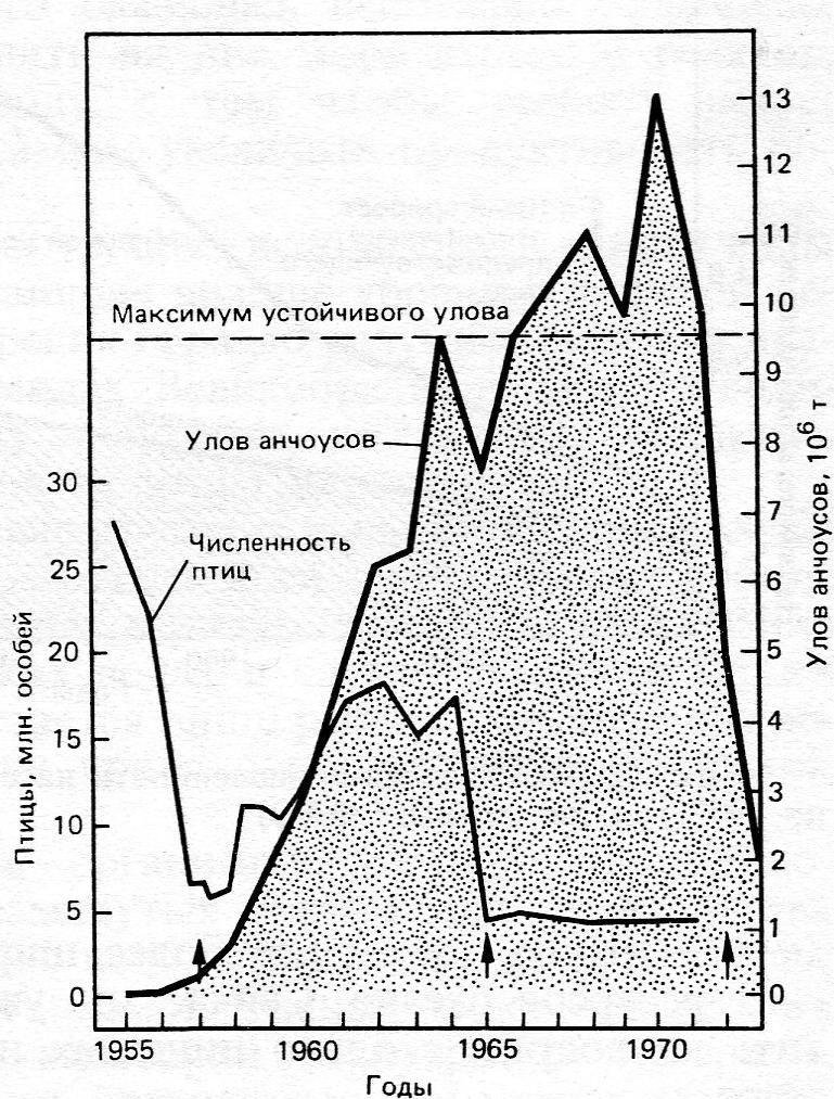 а) Перуанский анчоус Стрелки – годы Эль-Ниньо, когда ослабевает апвеллинг, рыбопродуктивность снижается, морские птицы откочевывают или гибнут в массе. Примечание. «Катастрофа, произошедшая с этим промыслом, некогда крупнейшим в мире, была огромна по своим масштабам. Перу лишилось сразу двух своих основных экспортных товаров: товарной рыбы и гуано, так как откладывавшие его птицы питались исключительно анчоусом. Когда этот промысел достиг своего максимума в 1970 г., экспорт двух этих товаров приносил Перу ежегодно 340 млн. долларов, что составляло 1/3 всех доходов от экспорта. Утеря этих источников твердой валюты способствовала быстрому росту внешней задолженности страны: в 80-е годы до 40% всех доходов от национального экспорта уходило только на обслуживание гигантского долга. А мир лишился белковой добавки, некогда широко использовавшейся в рационе свиней и домашней птицы». Brown Lester et al., 1985. State of the World. 1985. New York, W.W.Norton & Co., цит.по Д.Медоуз, Д.Медоуз и Т.Фиддаман, 1993. «Всемирное рыболовство».