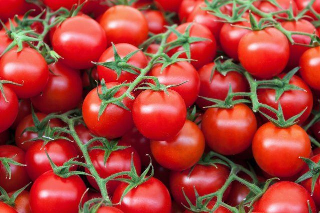 Секретный способ посадки и полива помидоров – урожай гарантирован! дача,сад и огород,советы огороднику