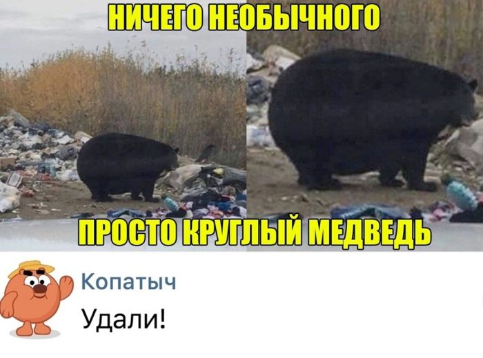 Смешные картинки с надписями и томат истребитель Смешные картинки с надписями и томат истребитель