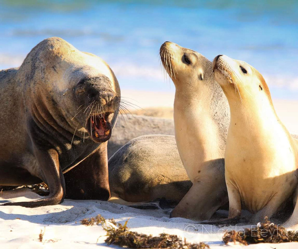 Необычный конкурс Comedy Wildlife Photography Awards 2019