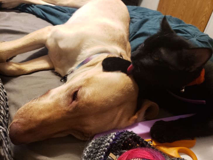 20+ примеров того, как кошки и собаки нашли друг в друге лучших друзей 20+ примеров того, как кошки и собаки нашли друг в друге лучших друзей