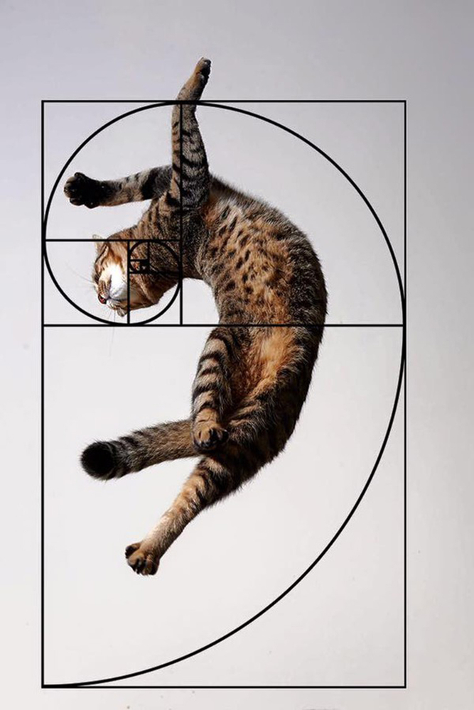Недостижимый идеал, или Почему мы на самом деле так любим котиков золотого, сечения, Леонардо, последовательность, чисел, число, раковины, строении, последовательности, пропорцию, принципу, является, котикам, разных, более, ктото, часть, относится, именно, закономерность