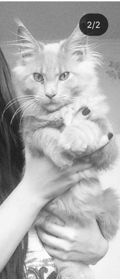 кот на руках