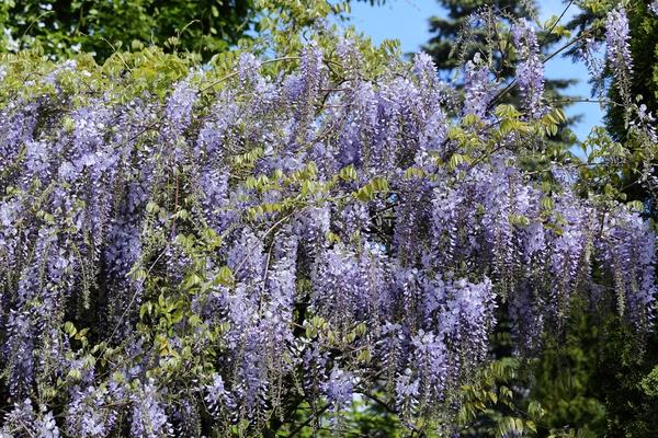 Вистерия китайская (Wisteria sinensis)