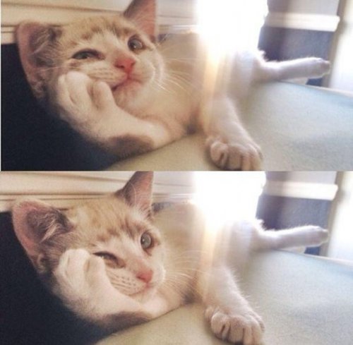 КОТОприколы 