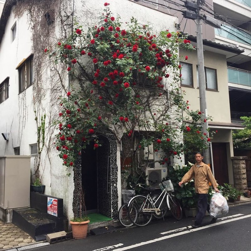 Красные розы в пасмурный день архитектура, дома, здания, киото, маленькие здания, местный колорит, фото, япония
