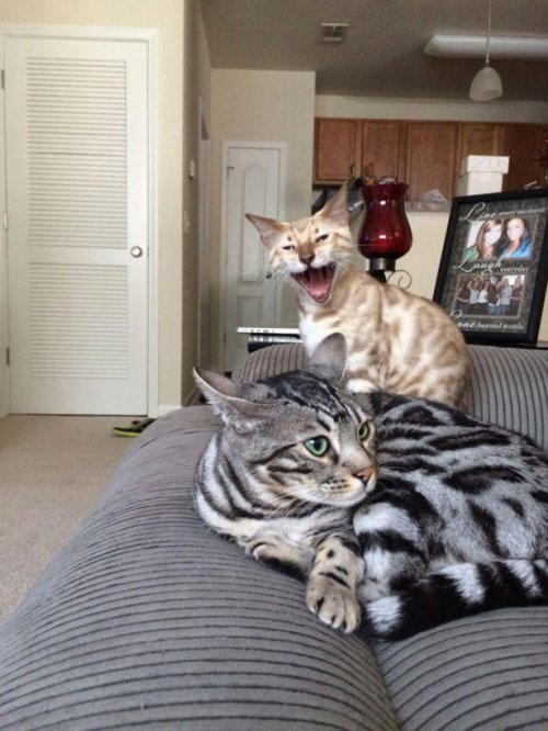 КОТОприколы 