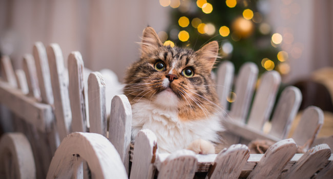 Анекдоты: С Новым годом! анекдоты