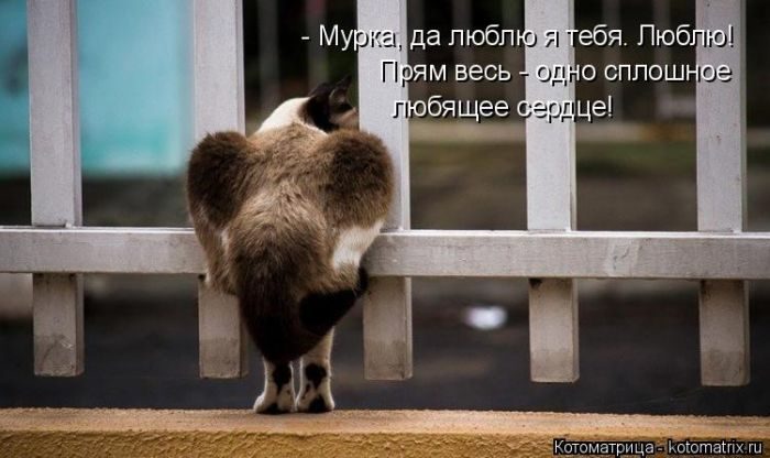 Лучшие котоматрицы за прошедшую неделю