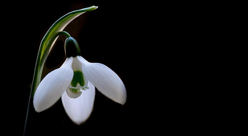 Подснежники: все секреты выращивания от посадки до цветения Galanthus, галантус, подснежника, подснежник, подснежников, Подснежник, МЕСТО, высотой, подснежники, Воронова, зеленые, Эльвеза, природе, белые, белоснежный, Красную, длиной, средней, которые, сожалению