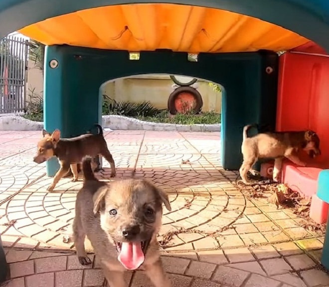 Игривый щенки