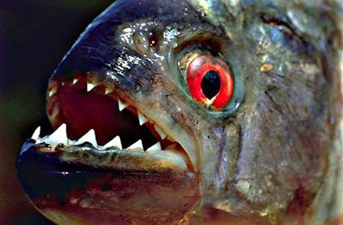 Интересные факты из жизни рыб. Самый интересный факт о рыбах