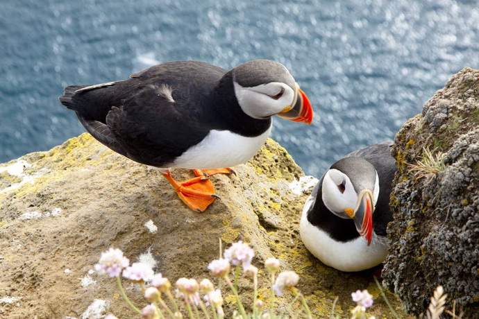 Colorful puffins on the rock - Iceland