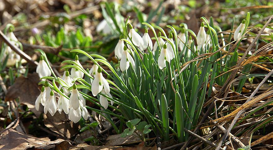 Подснежники: все секреты выращивания от посадки до цветения Galanthus, галантус, подснежника, подснежник, подснежников, Подснежник, МЕСТО, высотой, подснежники, Воронова, зеленые, Эльвеза, природе, белые, белоснежный, Красную, длиной, средней, которые, сожалению