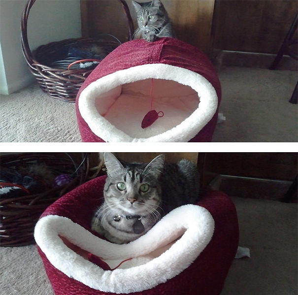 18 смешных котов, которые не умеют пользоваться кошачьей лежанкой 18 смешных котов, которые не умеют пользоваться кошачьей лежанкой