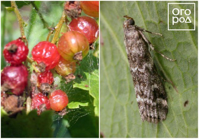 Вредители смородины и крыжовника – фото, описание, чем обработать кусты садоводство