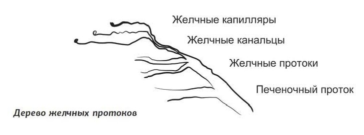 Что такое желчь и как она отмывает посуду и желудок от жира желчь, печени, желчи, желчных, желчные, кислот, кислоты, книги, печень, Сергея, Вялова «Желчь, чтобы, крови, нужно, часть, токсичные, клетки, холестерин, больше, веществ